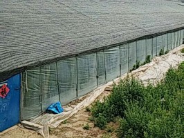 大棚专用菠萝视频污在线观看